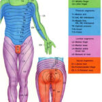 Dermatome Chart With Symptoms More Pain First Thing In The Morning