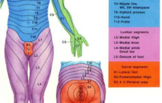 Dermatome Chart With Symptoms More Pain First Thing In The Morning