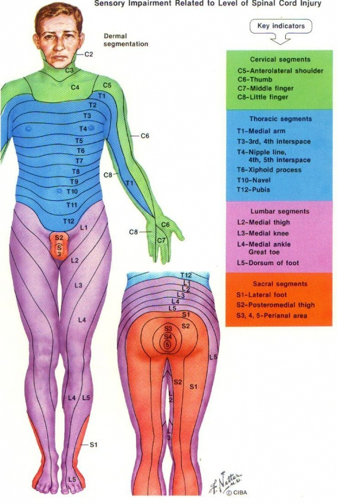 Dermatome Pain Map