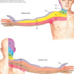 Dermatome Distribution For The Cervical Spine Netter Muscle Anatomy