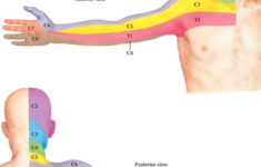 Dermatome Distribution For The Cervical Spine Netter Muscle Anatomy
