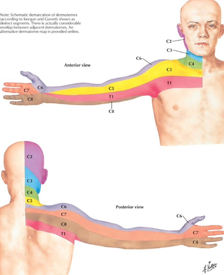 Dermatome Distribution For The Cervical Spine Netter Muscle Anatomy 