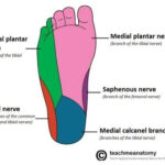 Dermatome Foot More Information