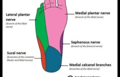 Dermatome Foot More Information