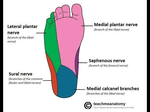 Dermatome Foot More Information