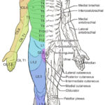 Dermatome Hashtag On Twitter