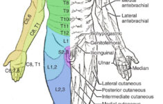 dermatome Hashtag On Twitter