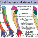 Dermatome Hashtag On Twitter