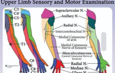 dermatome Hashtag On Twitter