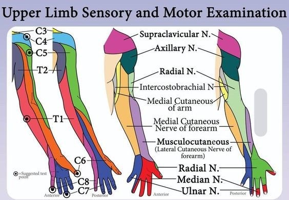  dermatome Hashtag On Twitter