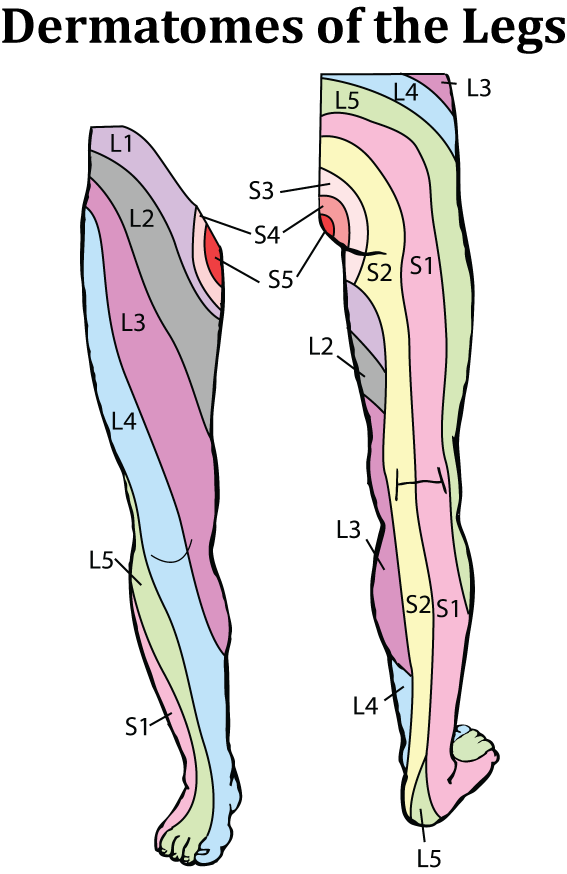 Dermatome Legs The Skin And Wellness Center