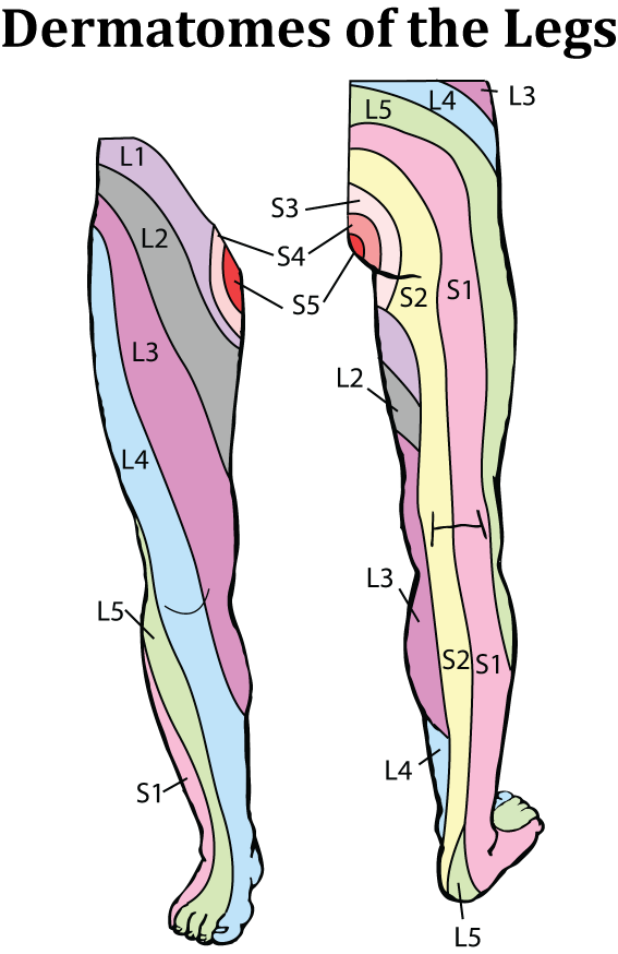 Dermatome Map Of Leg