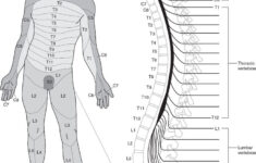 Dermatome Map Google Search Map Google Search Google