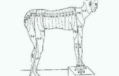 Dermatome Map HolidayMapQ