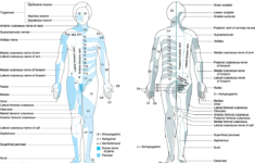 Dermatome Map Morgan Mikhail 39 s Clinical Anesthesiology 5e