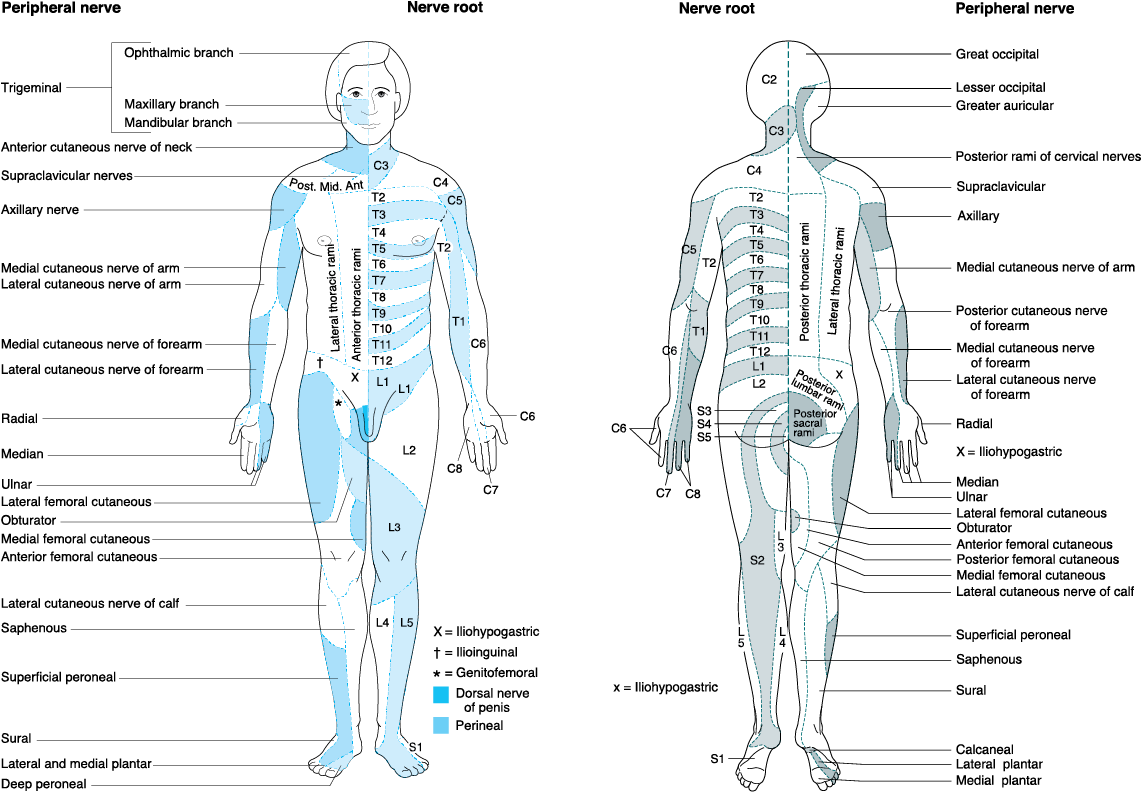 Dermatome Map Morgan Mikhail 39 s Clinical Anesthesiology 5e 