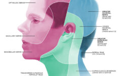 Dermatome Map Of Head By Annie Campbell Medical Tech Campbell