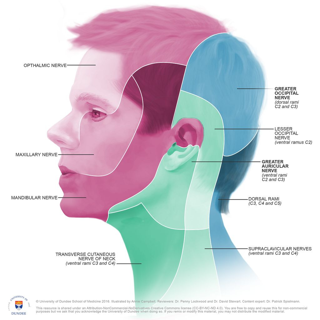 Dermatome Map Of Head By Annie Campbell Medical Tech Campbell 