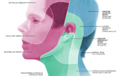 Dermatome Map Of Head By Annie Campbell University Of Du Flickr