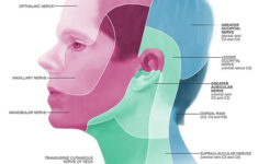 dermatome map of head by annie campbell university of du flickr 9 Dermatome Map Of Head By Annie Campbell University Of Du Flickr