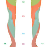 Dermatome Map Of The Lower Limb Stock Photo Alamy