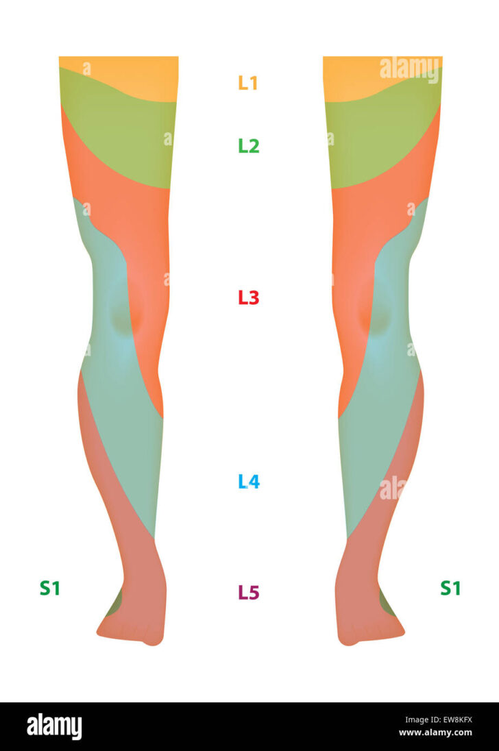 Lower Extremity Dermatome Map