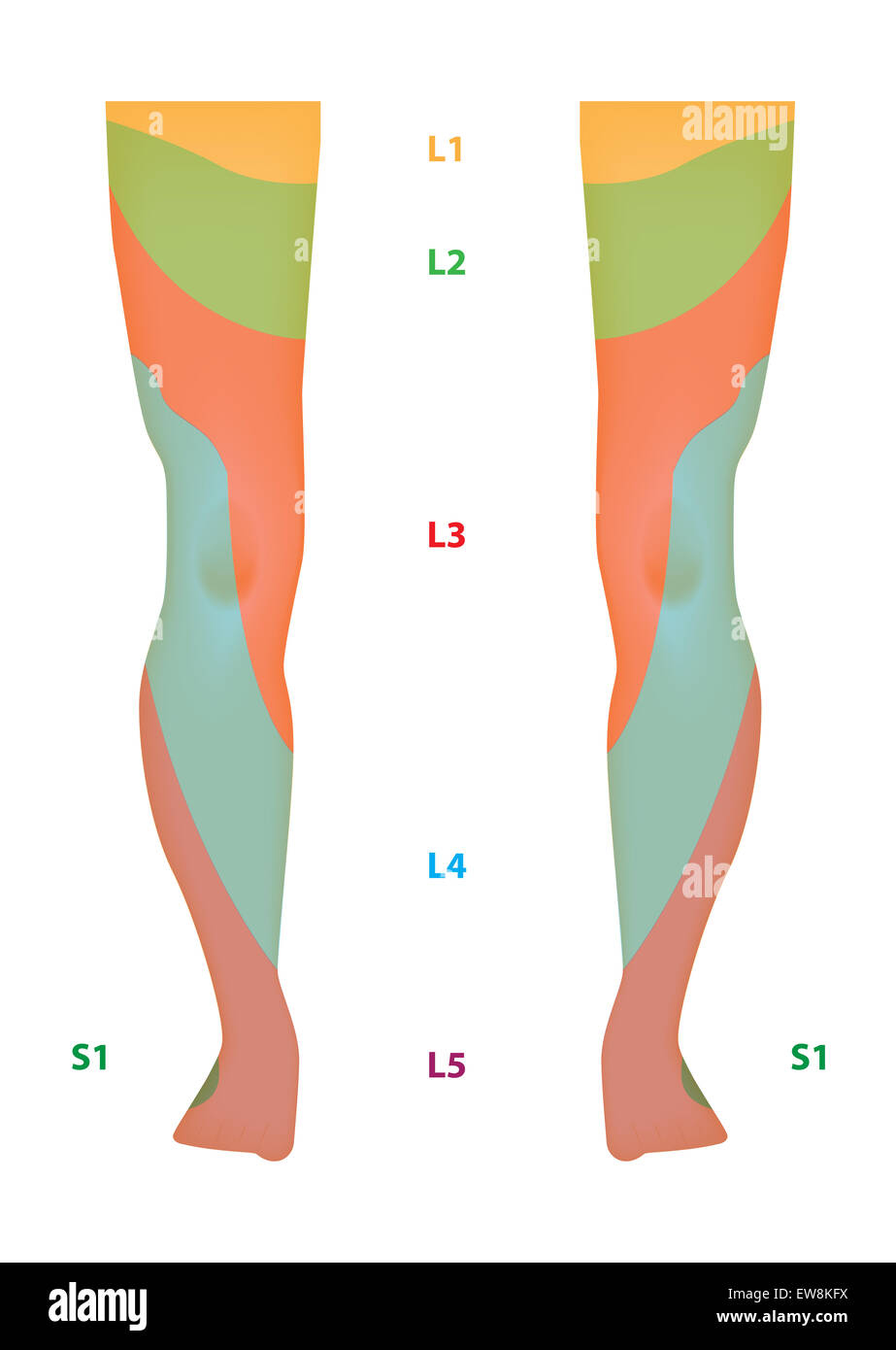 Dermatome Map Of The Lower Limb Stock Photo Alamy