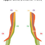 Dermatome Map Of The Upper Limb Stock Photo Alamy