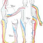 Dermatome Map Overview Chart Anatomy Clinical Significance
