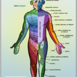 Dermatome Map Shingles Leg