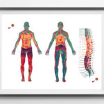 Dermatome Map Watercolor Print Spine Vertebrae And Dermatomes