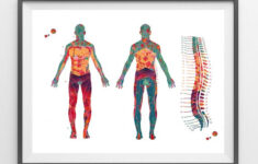 dermatome map watercolor print spine vertebrae and dermatomes Dermatome Map Watercolor Print Spine Vertebrae And Dermatomes