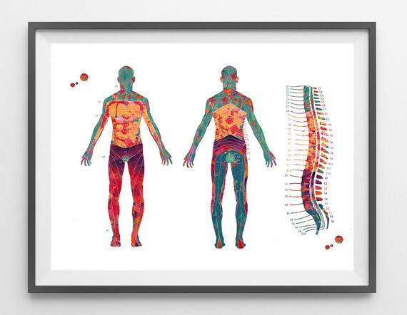 Dermatome Map Watercolor Print Spine Vertebrae And Dermatomes
