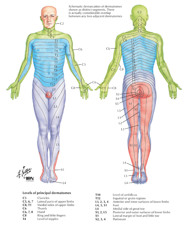 Dermatome Map Www E1V1M1 co uk