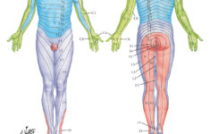 Dermatome Map Www E1V1M1 co uk