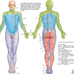 Dermatome Myotome Occupational Therapy Spinal Nerve Physical Therapy