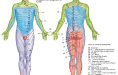 Dermatome Myotome Occupational Therapy Spinal Nerve Physical Therapy