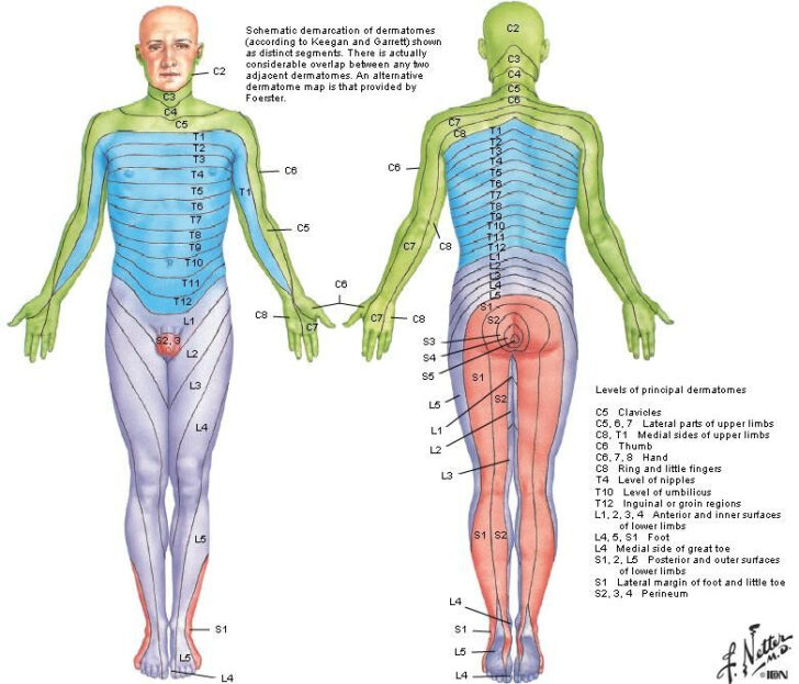 Dermatome Map Upper Body