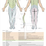 Dermatome Myotomes And DTR Poster 24 X 36