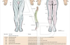 Dermatome Myotomes And DTR Poster 24 X 36