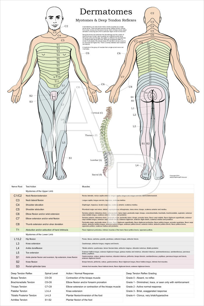 Dermatome Myotomes And DTR Poster 24 X 36