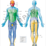 Dermatomes 18 Quot X 24 Quot Premium Poster Learn Muscles