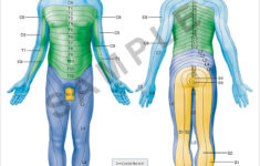 Dermatomes 18 quot X 24 quot Premium Poster Learn Muscles