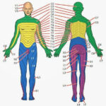 Dermatomes A Dermatome Is An Area Of Skin Which Is Chiefly Supplied By