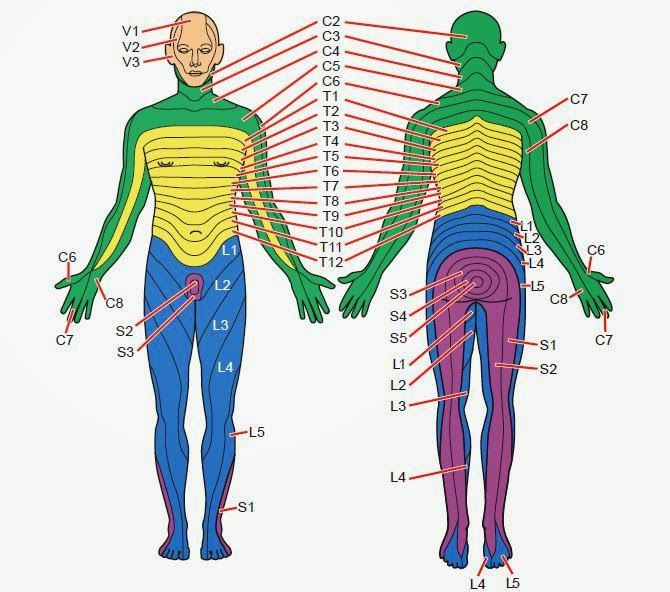 Dermatomes A Dermatome Is An Area Of Skin Which Is Chiefly Supplied By 