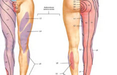 Dermatomes And Myotomes