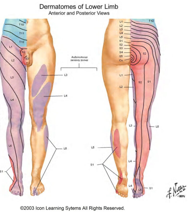 Lower Body Dermatome Map