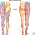 Dermatomes And Myotomes