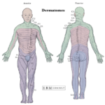 Dermatomes And Myotomes