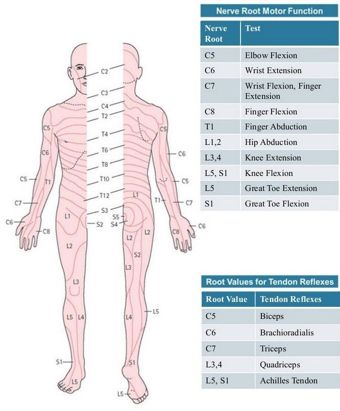 Dermatomes And Myotomes